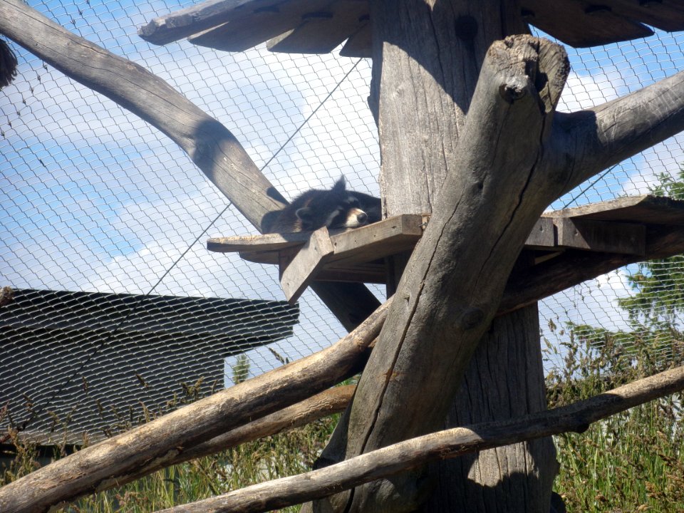 Procyon lotor in Korkeasaari