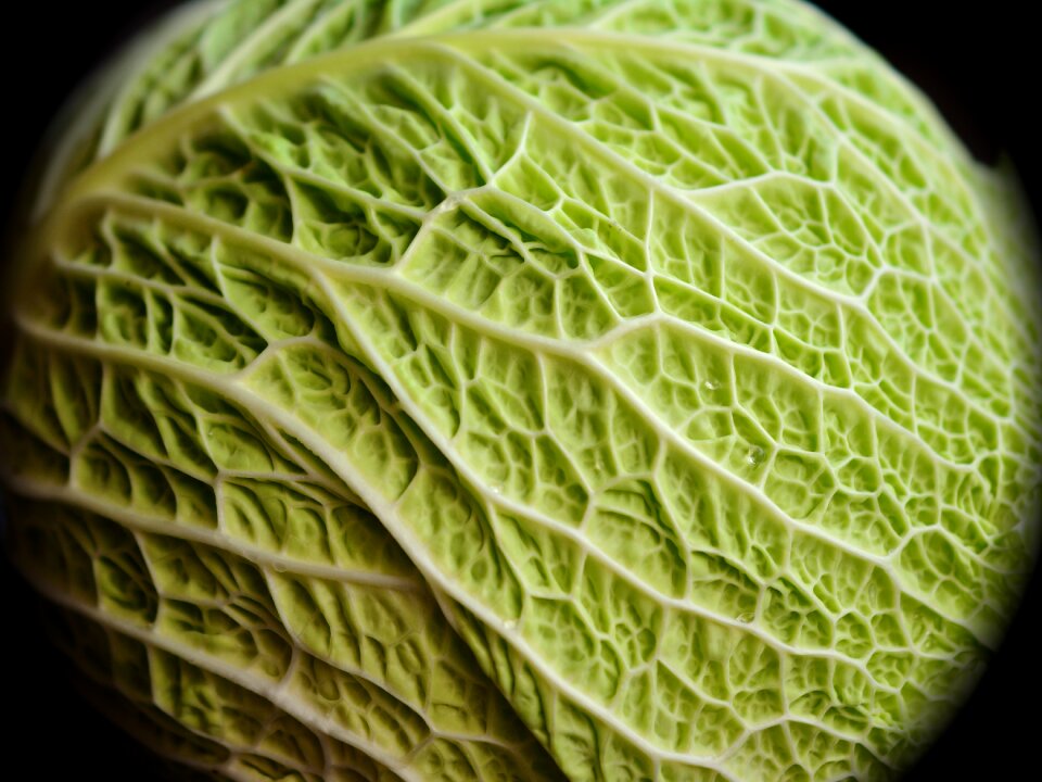 Vegetables healthy savoy cabbage