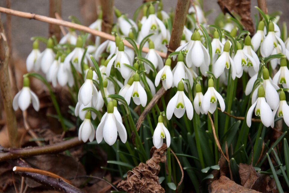Nature march february