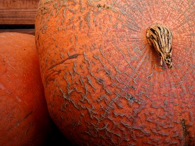 Decoration vegetables harvest photo