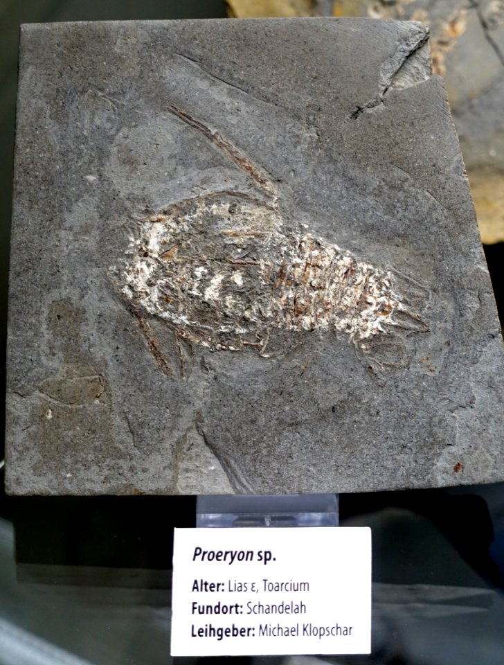 Proeryon sp. - Naturhistorisches Museum, Braunschweig, Germany - DSC05073