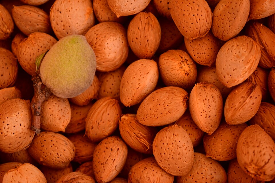 Fruits structure eat