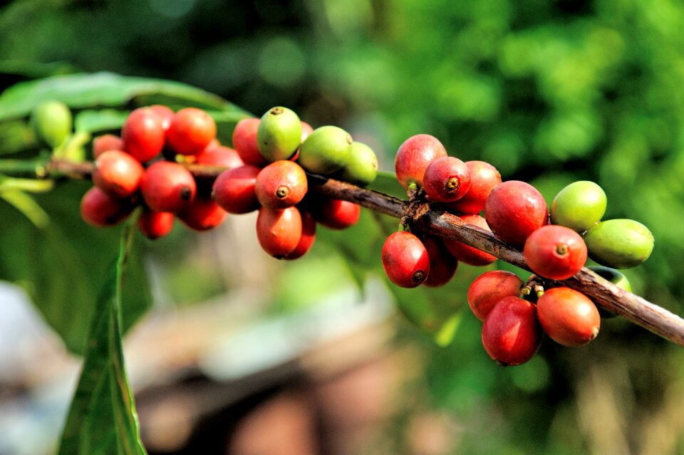 Arabica red plant