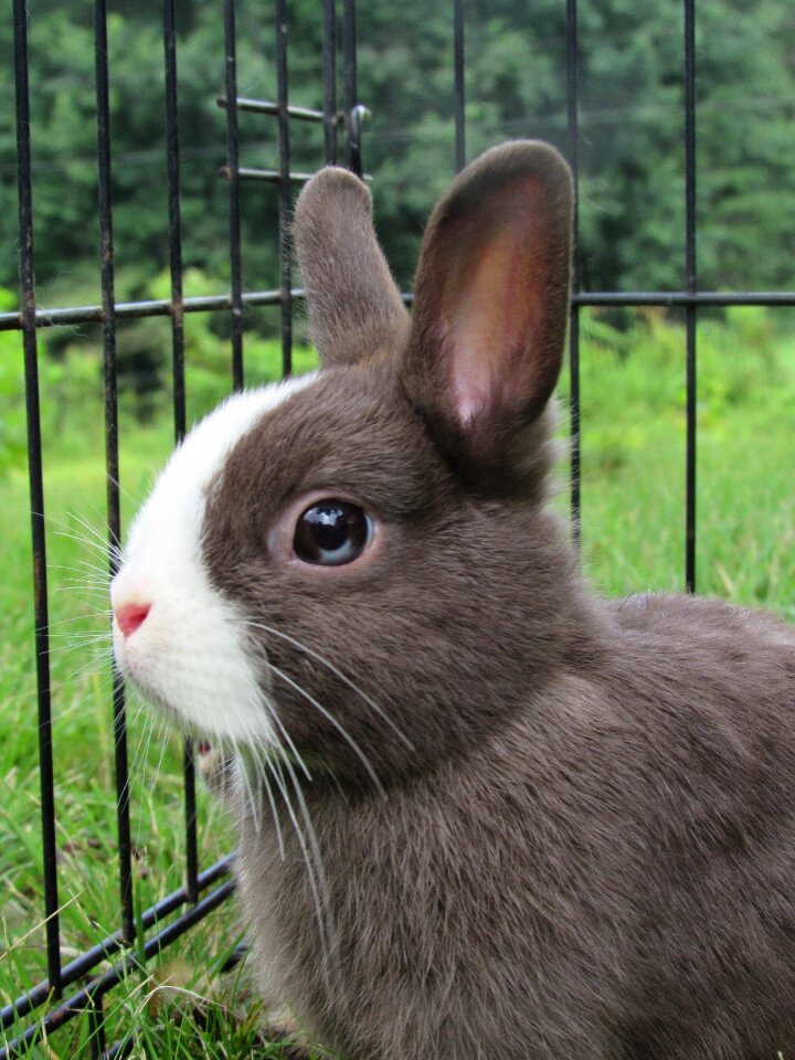 Netherlands dwarf cute adorable