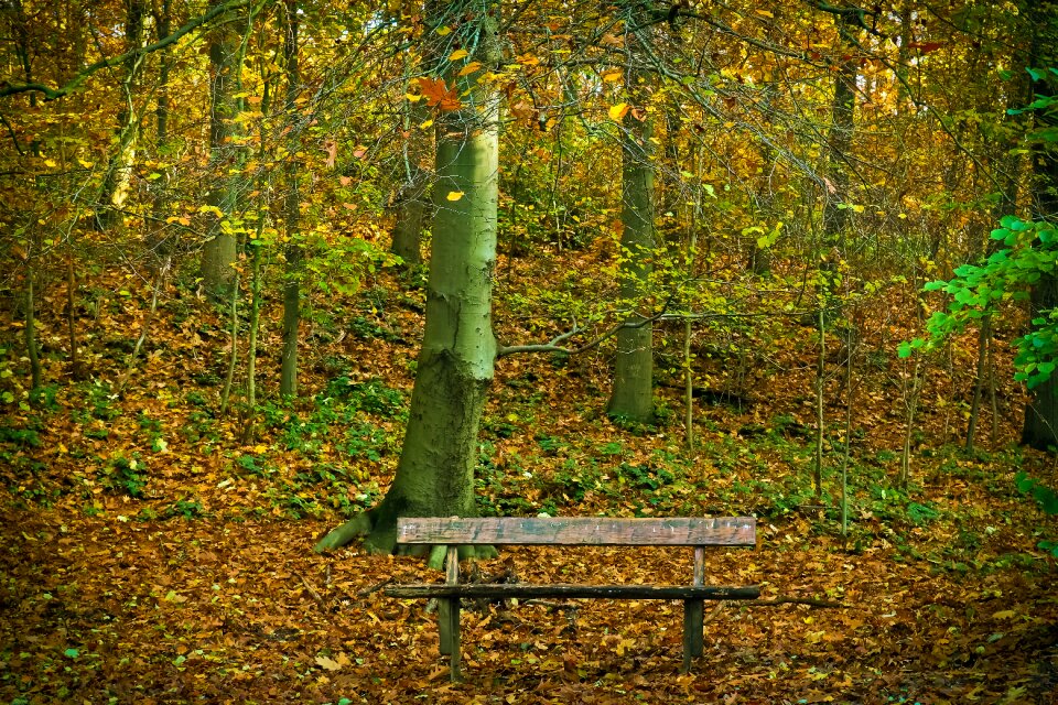 Landscape forest farbenspiel