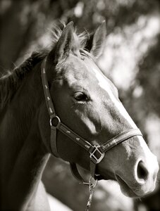 Thoroughbred mare horse photo