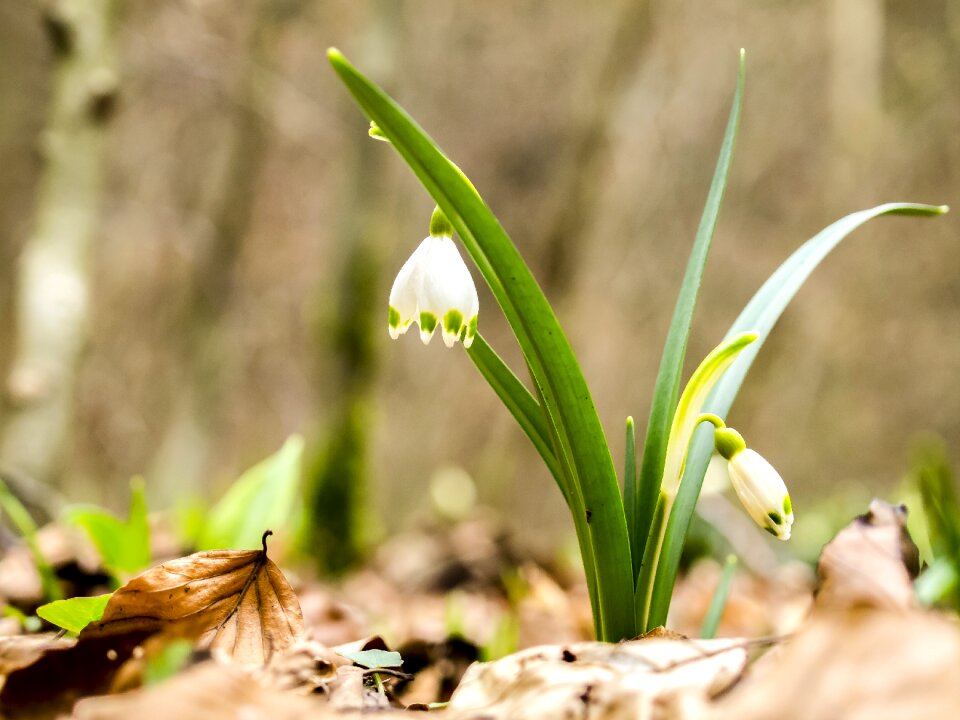 Plant blossom bloom