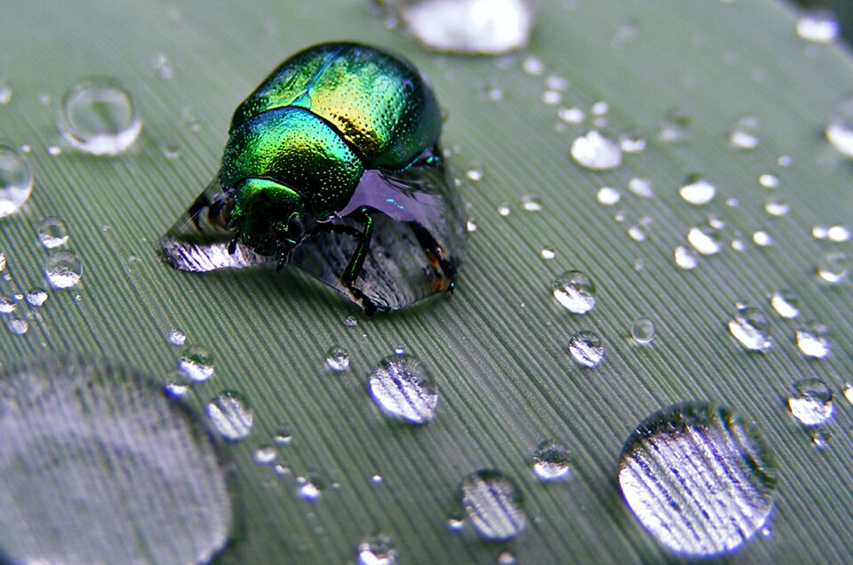 Drop water nature