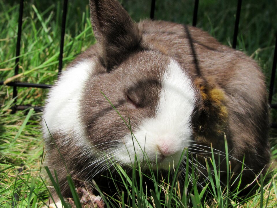 Cute adorable green rabbit