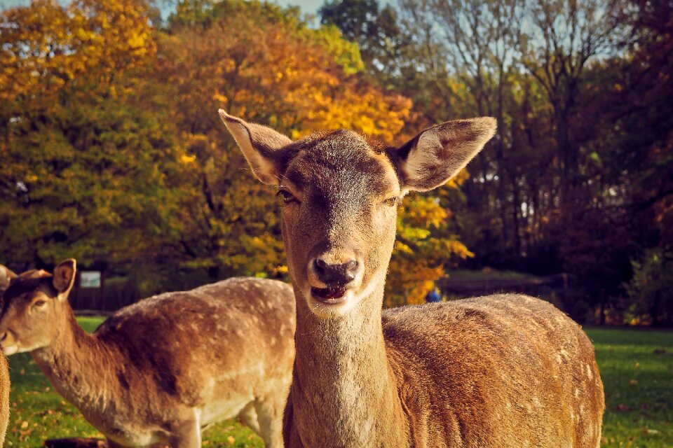 Wildlife park eat portrait