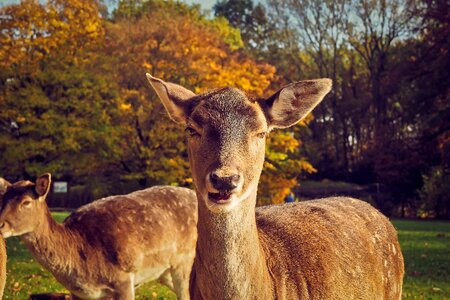 Wildlife park eat portrait