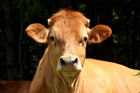 Foot pasture ruminant