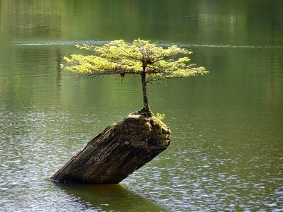 Plant small miniature
