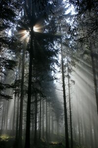 Trees sunbeam morning