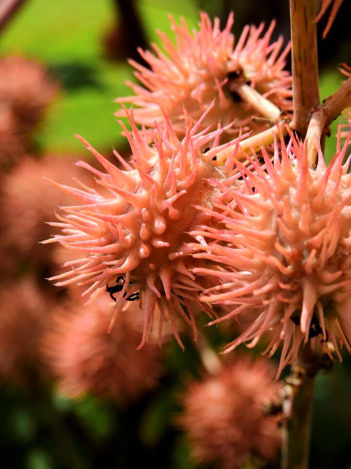 Plant nature bloom
