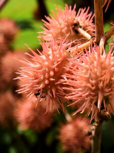 Plant nature bloom