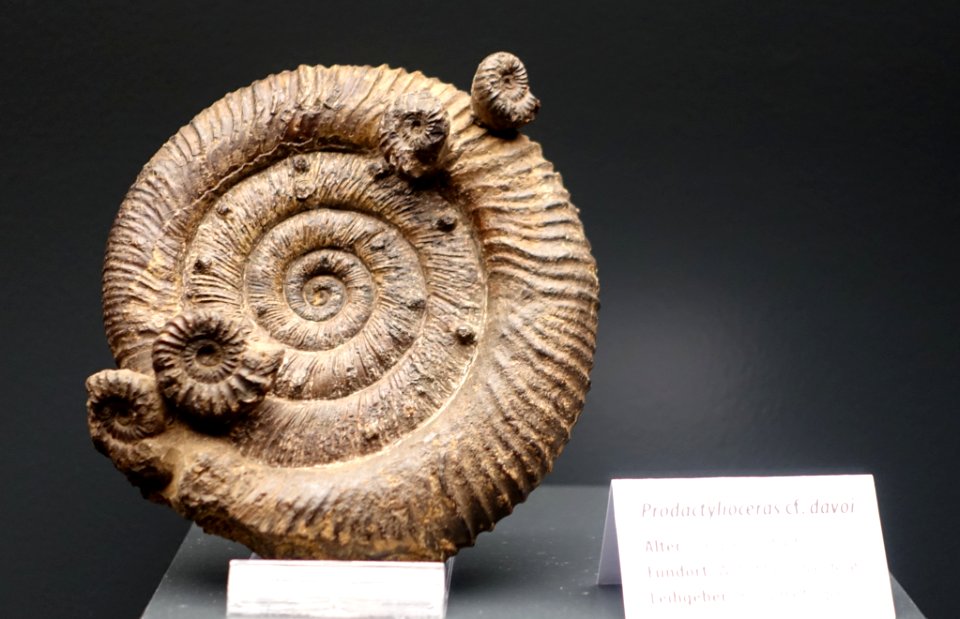 Prodactylioceras davoei - Naturhistorisches Museum, Braunschweig, Germany - DSC05104