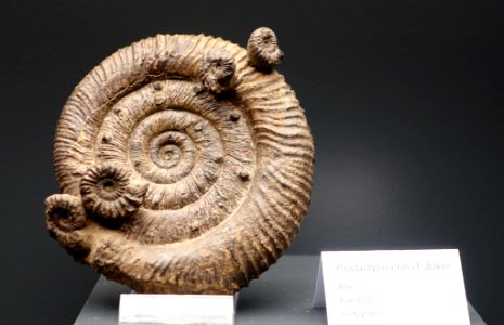 Prodactylioceras davoei - Naturhistorisches Museum, Braunschweig, Germany - DSC05104