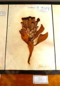 Protea speciosa - Museu da Ciência da Universidade de Coimbra - University of Coimbra - Coimbra, Portugal - DSC09296