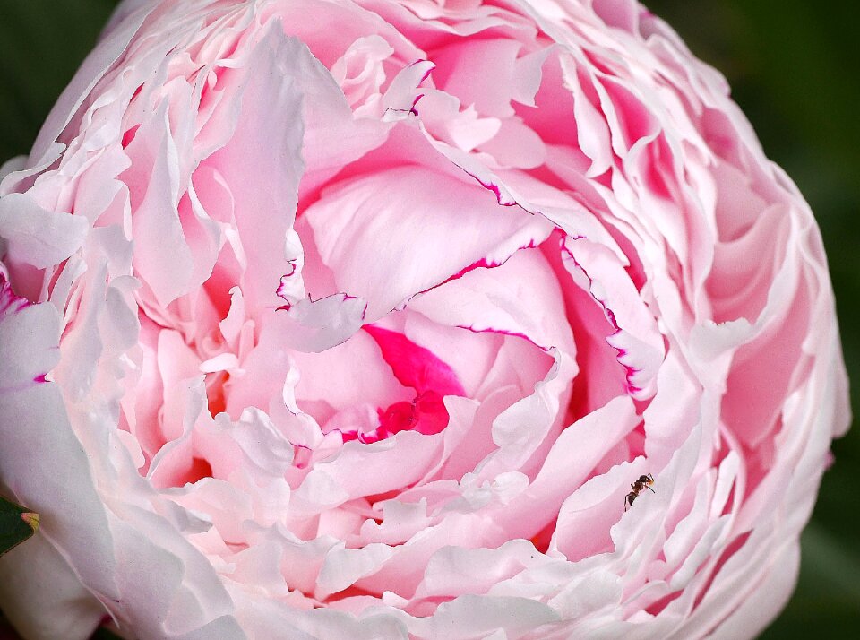 Petals ball pink