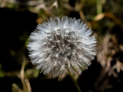 Dandelion spring flora