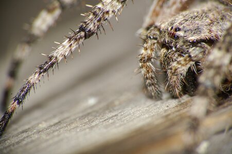 Insect pókszemek hair