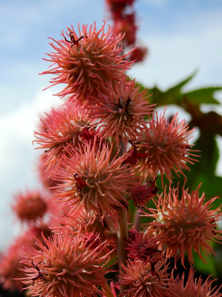 Plant nature bloom
