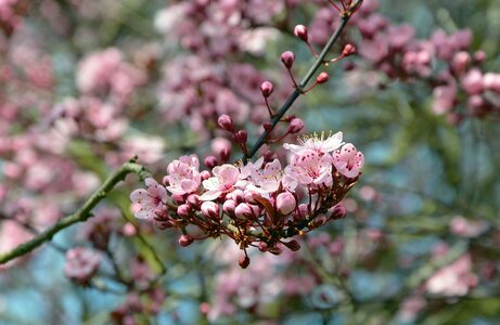 Flowering twig blütenmeer pink