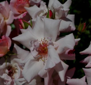 Promenade plantée - roses g