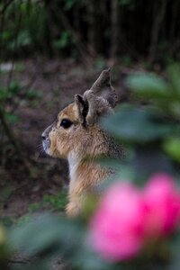 Animal rodent fauna