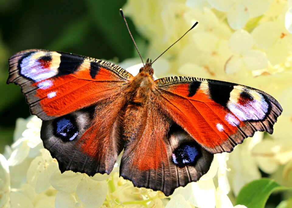 Nymphalidae garden nectar