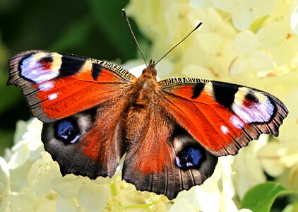 Nymphalidae garden nectar photo