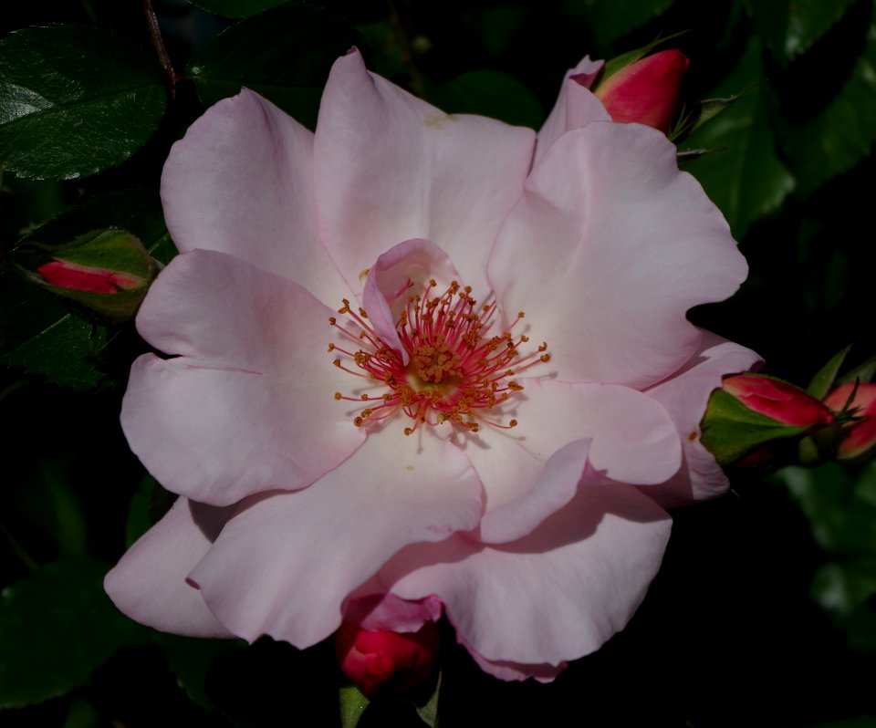 Promenade plantée - roses k