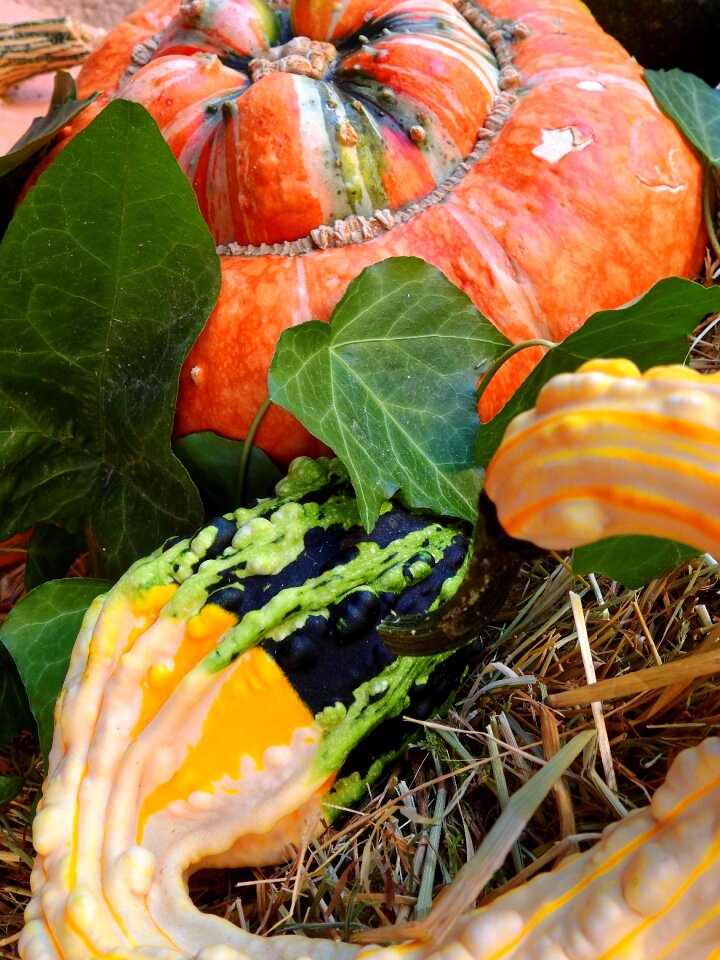 Decoration vegetables harvest