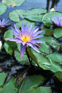 Pond lotus green photo