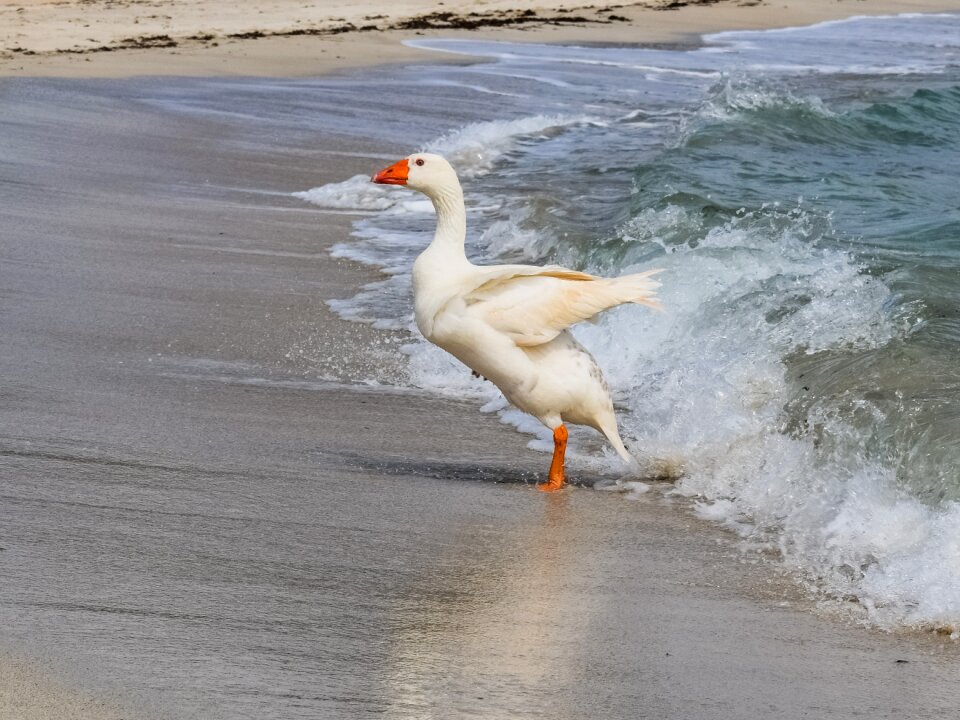 Bird animal nature photo