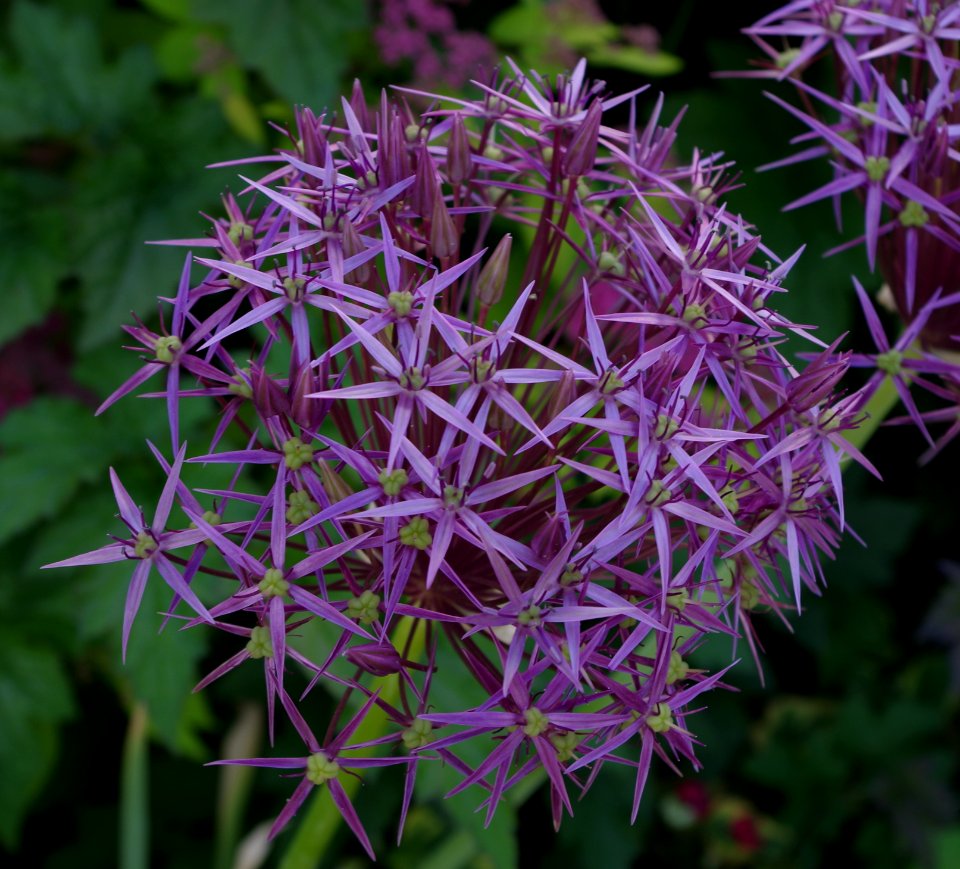 Promenade plantée - fleur d'ail