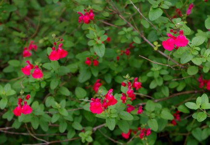 Promenade plantée - petites fleurs 3