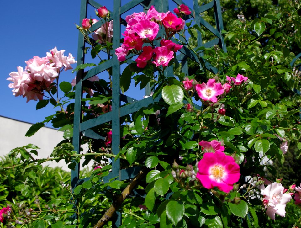 Promenade plantée - roses j