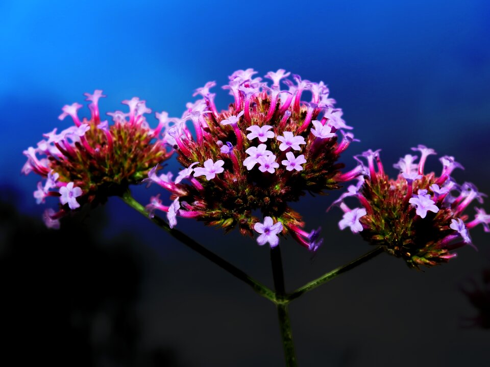 Plant nature bloom