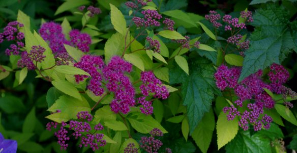 Promenade plantée - fleurs violettes photo