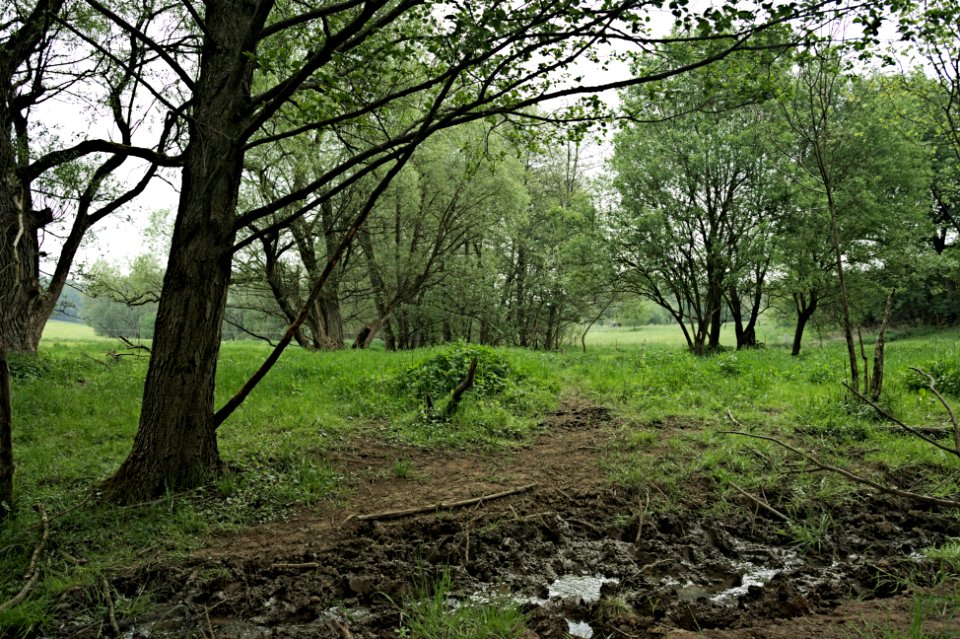 Protected landscape area Westerwaelder Seenplatte Maxsain 4