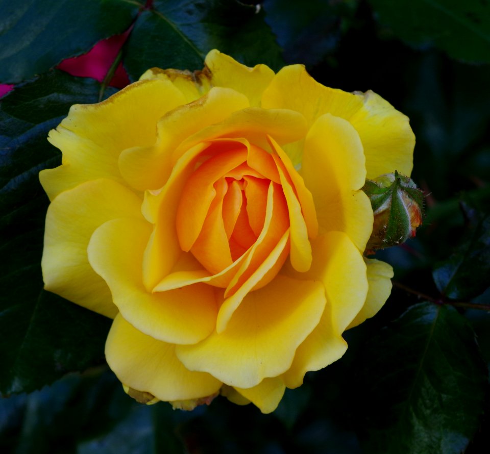 Promenade plantée - rose 9