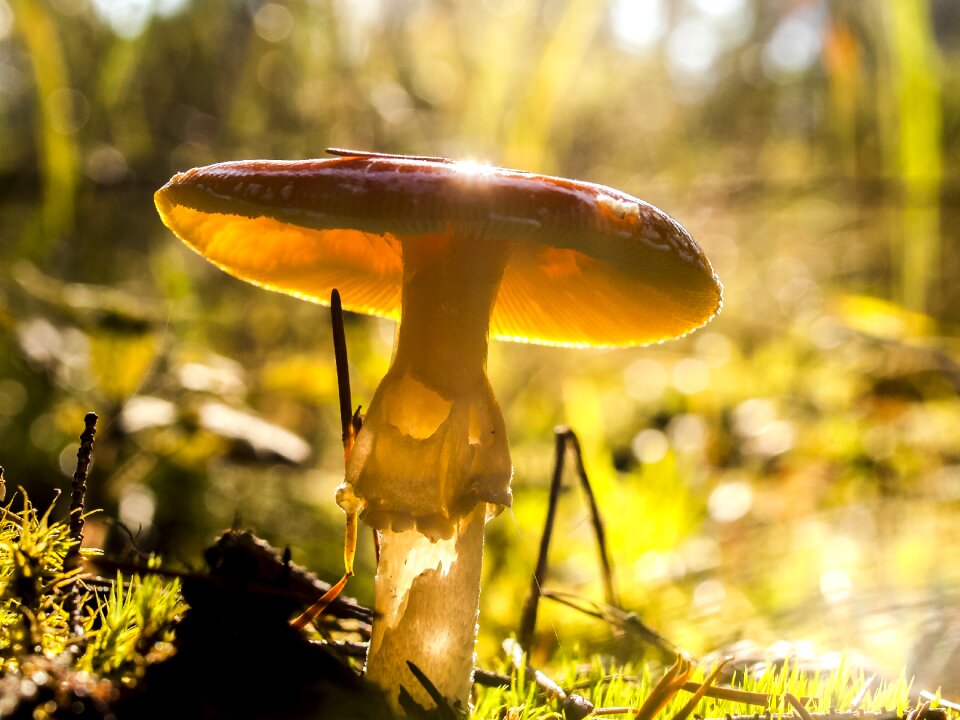 Nature forest forest mushroom