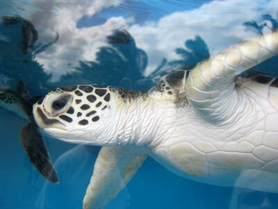 Underwater nature marine photo