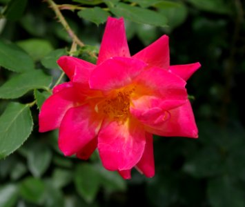 Promenade plantée - rose 1