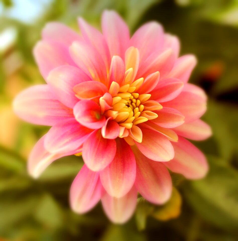 Blossom bloom pink