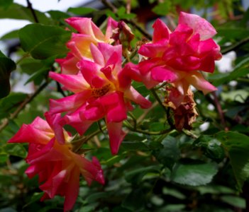 Promenade plantée - roses