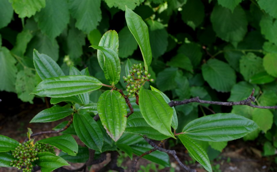 Promenade plantée - arbuste