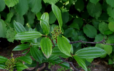 Promenade plantée - arbuste